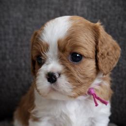 Scarlett - Blenheim female Cavalier King Charles Spaniel puppy in Greensboro, North Carolina from Hyde Park Cavaliers