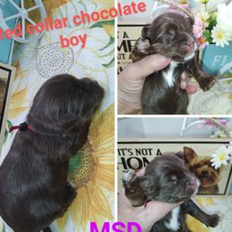 Red collar boy - Chocolate, tan and white Yorkshire Terrier puppy in Charlotte, North Carolina from Queen City Yorkies