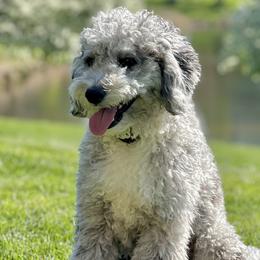 Caspian - Goldendoodle