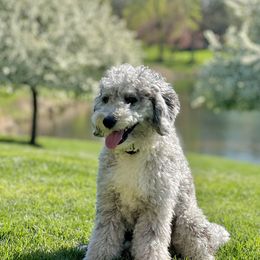 Caspian - Goldendoodle