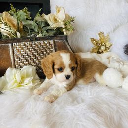 Cavalier King Charles Spaniel Puppies from Sunset Valley Cavaliers