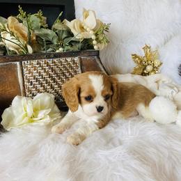 Cavalier King Charles Spaniel Puppies from Sunset Valley Cavaliers