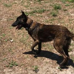 Belgian Malinois from Full Impact Breeding