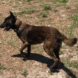 Belgian Malinois from Full Impact Breeding