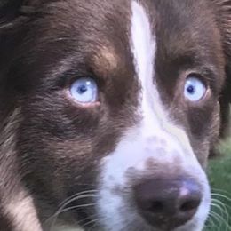 Miniature Australian Shepherds from Shannon Hunt's Miniature Aussies