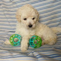Elliot - White male Poodle puppy in Blanch, North Carolina from Faithful Hearts Kennel