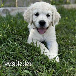 Golden Retriever Puppies from Lakemist Retrievers
