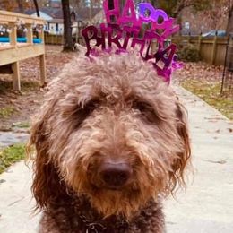 Pearl - Goldendoodle