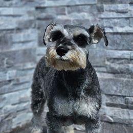 Alfa - Miniature Schnauzer