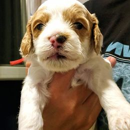 Patch - Parti male Goldendoodle puppy in Forest, Ohio from Mini Doodle Buddies