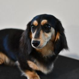 Bingo - Dachshund