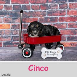 Cinco - Bernedoodle puppy from Country Breeze Doodles & Poodles