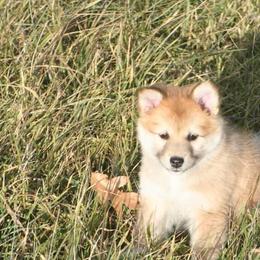 Icelandic Sheepdog Puppies from Valhalla Icelandic Sheepdogs