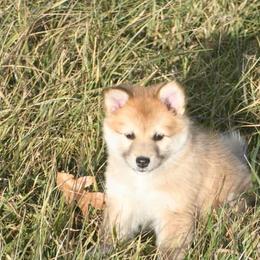 Icelandic Sheepdog Puppies from Valhalla Icelandic Sheepdogs