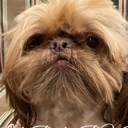 Ramses - Shih Tzu