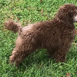 Poodle Puppies from Silberhund's Poodles