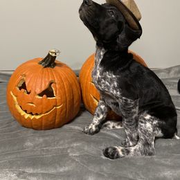 German Shorthaired Pointer Puppies from Southern Missouri GSP Puppies