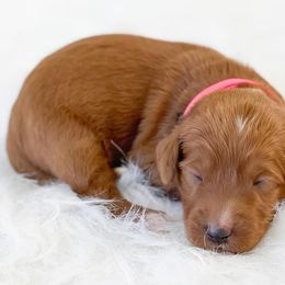 Bernedoodle and Goldendoodle Puppies from Vineyard Doodles