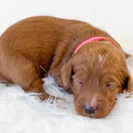 Bernedoodle and Goldendoodle Puppies from Vineyard Doodles