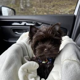 Chance - Yorkshire Terrier