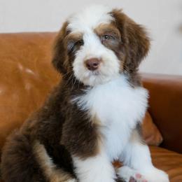 Carrot - male Australian Mountain Doodle puppy in Lafayette, Missouri from Brick House Farm Doodles