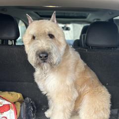 Bibi - Bouvier des Flandres