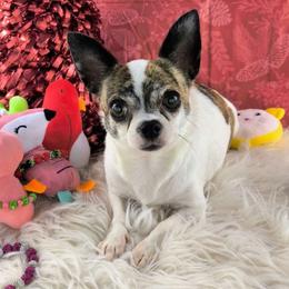 Jem - Chihuahua