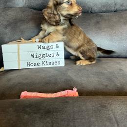 Ally - Chocolate and cream female Dachshund puppy in Stuart, Iowa from Johnson Family Paws