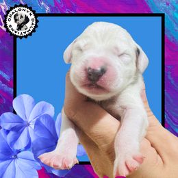Blue - White and black male Dalmatian puppy in Morriston, Florida from OpalOnyx Dalmatians