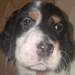Rose - Blue belton and tan (tri-color) female English Setter puppy in Morrice, Michigan from Wild Bird Setters