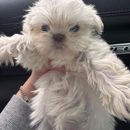 Layla - Cream and white female Shih Tzu puppy in Azusa, California from RJ Shih Tzu lover