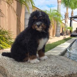 Cocoa - Tri-color male Bernedoodle puppy in Lakeside, California from True Joy Bernedoodles and French bulldogs