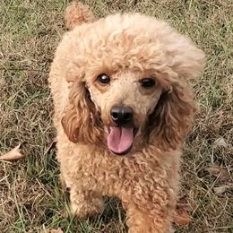 Lady Lyanna - Poodle