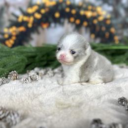Luffy - Blue merle male Pomeranian puppy in Antioch, California from Ray of Poms