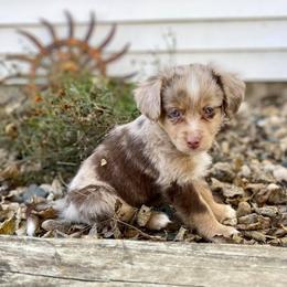 Toy Australian Shepherd Puppies from Kickapoo Creek Toy Aussies