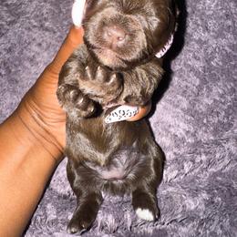 Female 3 - Liver female Miniature Schnauzer puppy in Pearland, Texas from K & S Schnauzers
