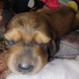 Sophie - Red female Dachshund puppy in Terlton, Oklahoma from CLARK'S BREEDING PROGRAM