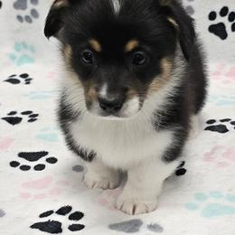 AMANDA - Black and tan female Pembroke Welsh Corgi puppy in Walker, Iowa from Double K Corgis
