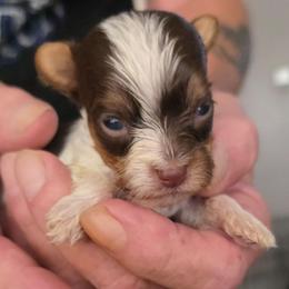 Boy 3 - Chocolate, tan and white male Yorkshire Terrier puppy in Bucyrus, Ohio from Dyer's Beauties