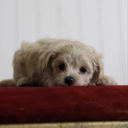 Bud - Cream male Maltipoo puppy in Springtown, Texas from North Texas Puppies