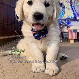 Grogu - Light golden male Golden Retriever puppy in Cashion, Oklahoma from Aurum Purus Golden Retrievers