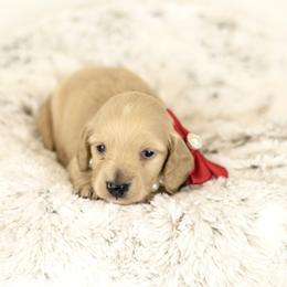 Cream girl - Cream female Dachshund puppy in Seminary, Mississippi from Down South Mavericks Dachshunds