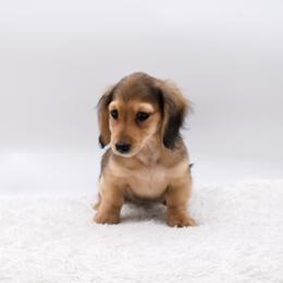 Boy 1 - Cream male Dachshund puppy in Maurice, Louisiana from Hart Dachshunds