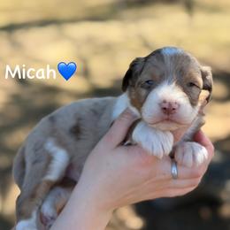 Micah - Red merle male Aussiedoodle puppy in Lancaster, Minnesota from Finney Ranch
