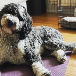 Sheepadoodles from Front Range Sheepadoodles