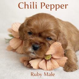Chili Pepper - Ruby male Cavalier King Charles Spaniel puppy in Chino Valley, Arizona from Copper Cliff Cavaliers