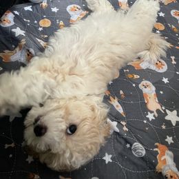 Cee Cee - Coffee and Cream - Cream Maltipoo puppy in Peekskill, New York from Dorothy Bunch's Maltipoos