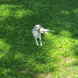 Lucy - Dalmatian