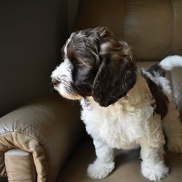 Australian Labradoodle Puppies from Frosty Hill Australian Labradoodles