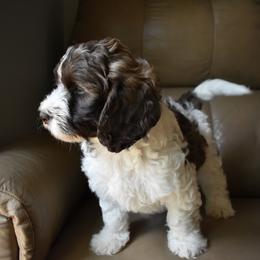 Australian Labradoodle Puppies from Frosty Hill Australian Labradoodles